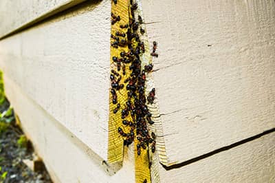 Ant Removal Services in St. Louis, MO