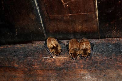 Bats Animal Control & Wildlife Removal Services St. Louis MO by 24-7 Animal & Pest Control