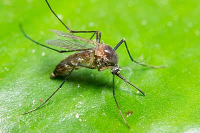 Mosquito Control in St. Louis, MO