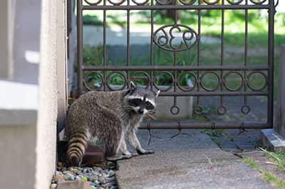 Raccoon outside a residential house