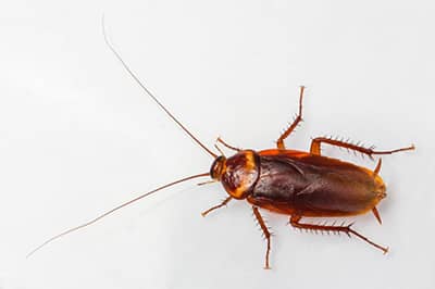 Cockroach Removal in St. Louis, MO