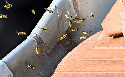 Bee Removal St. Louis