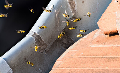 Bee Removal St. Louis