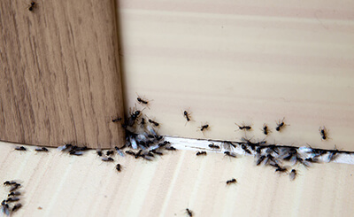 Ants on a doorframe
