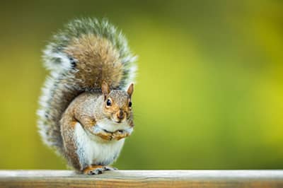 Squirrel Removal Services in St. Louis, MO