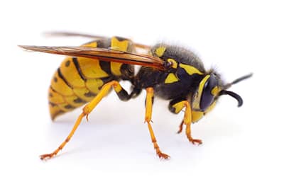 Yellow Jacket Control in St. Louis, MO